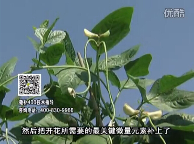 20160502珠江臺(tái)搖錢樹：雨水天多蔬菜香蕉長勢差沒產(chǎn)量？撒微補(bǔ)倍力促根壯長勢