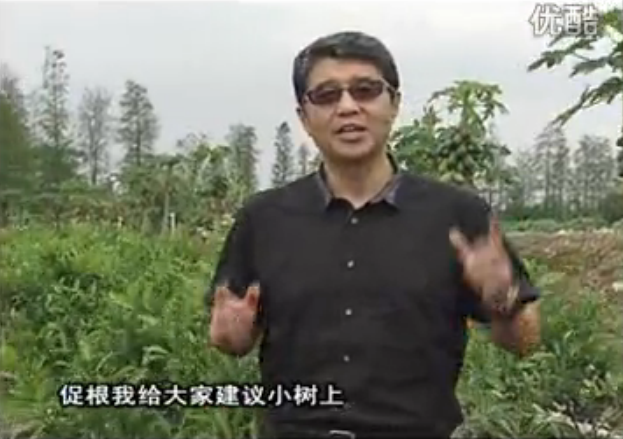 20160509珠江臺(tái)搖錢樹：柑橘淋微補(bǔ)根力鈣+精力，噴微補(bǔ)葉面肥，保樹分果好