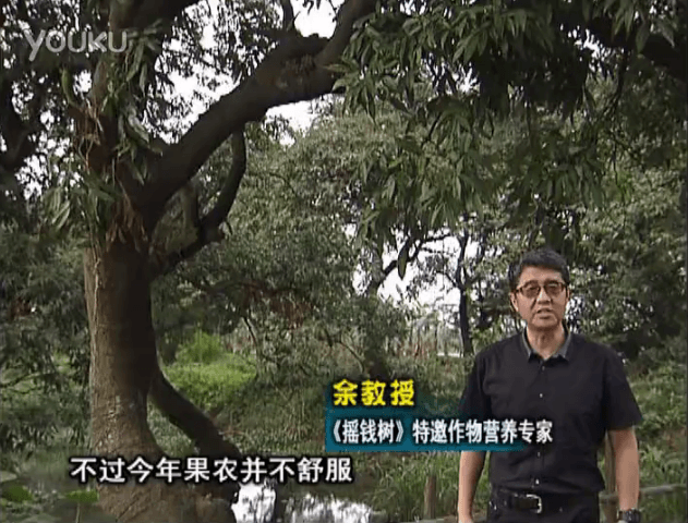 20160523珠江臺搖錢樹：荔枝龍眼用微補方案，膨果好、果硬有品質(zhì)，保樹綠