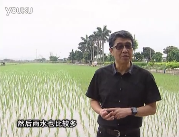 20160530珠江臺(tái)搖錢樹(shù)：水稻、甘蔗用微補(bǔ)方案，促根壯長(zhǎng)勢(shì)，提高收益