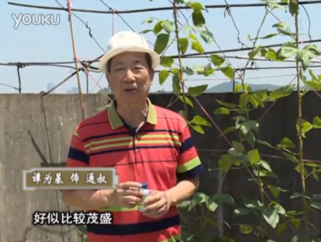 20160530珠江臺搖錢樹：天臺種豆角用綠夫人160度補(bǔ)鈣抗病液，長勢壯，幫助開花坐果