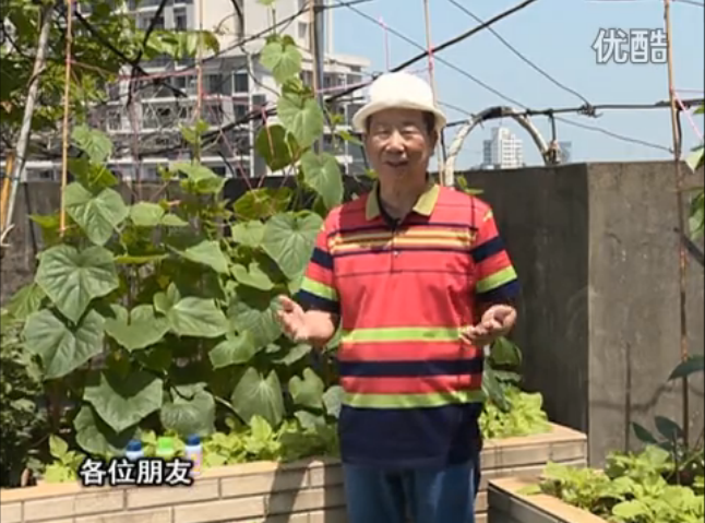 20160606珠江臺搖錢樹：天臺節(jié)瓜想開花坐果好，用綠夫人600度鮮花液，補(bǔ)充營養(yǎng)長瓜靚