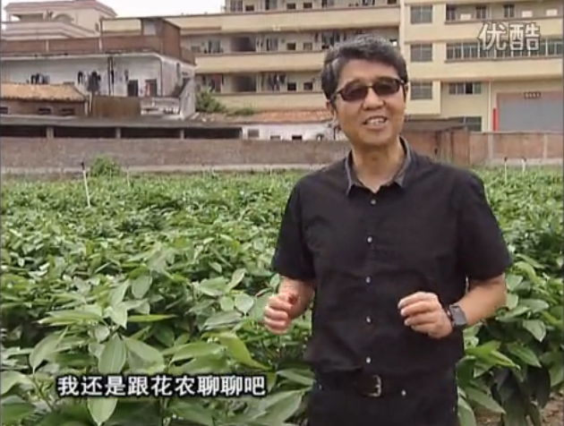 20160606珠江臺(tái)搖錢樹(shù)：觀葉植物用微補(bǔ)方案，壯根提長(zhǎng)、保葉抗病好！