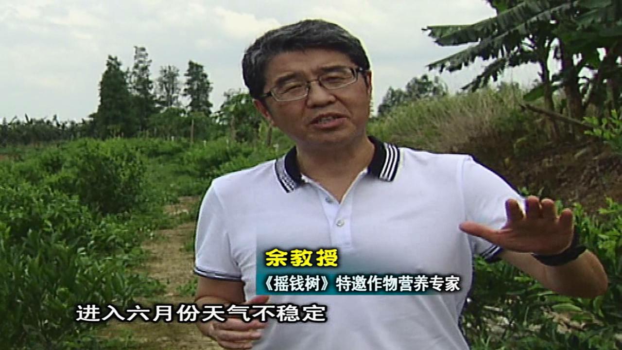 20160613珠江臺(tái)搖錢樹：柑橘噴微補(bǔ)蓋力、淋根力鈣，補(bǔ)鈣減少裂果、太陽(yáng)果、果更硬