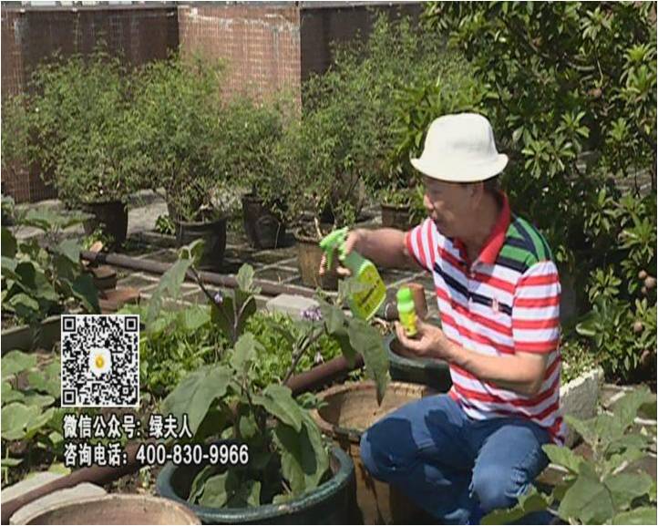 20160613珠江臺(tái)搖錢樹(shù)：天臺(tái)種茄瓜用綠夫人，長(zhǎng)勢(shì)靚，開(kāi)花結(jié)果好