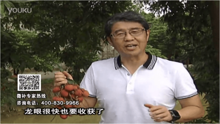 20160627珠江臺搖錢樹：荔枝轉(zhuǎn)色葉噴微補紅果力+蓋力，補充磷鉀鈣，著色增甜果硬