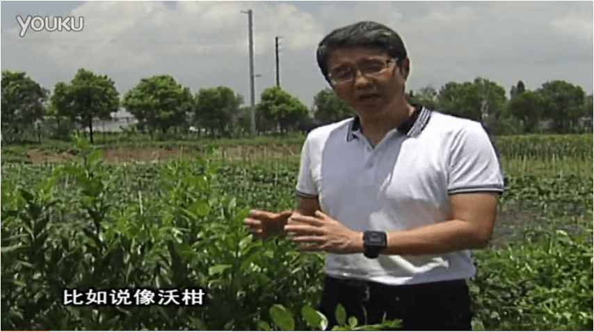 20160627珠江臺(tái)搖錢樹：柑橘減少黃葉花葉，淋微補(bǔ)根力鈣+沖力鎂、噴微補(bǔ)碧力
