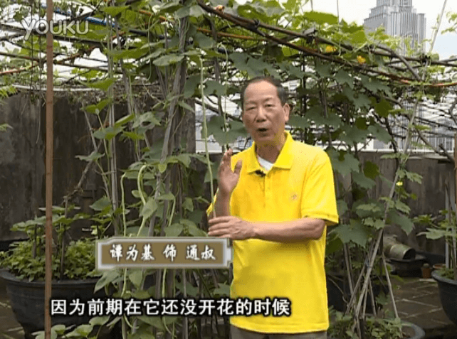 20160627珠江臺(tái)搖錢樹(shù)：天臺(tái)豆角用綠夫人528營(yíng)養(yǎng)液，開(kāi)花好結(jié)豆期長(zhǎng)