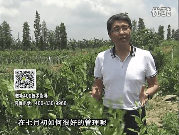 20160704珠江臺(tái)搖錢樹：柑橘淋微補(bǔ)根力鈣+沖力鎂+全力，秋梢整齊健壯、梢果同長(zhǎng)