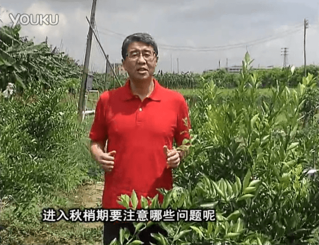 20160711珠江臺(tái)搖錢樹：預(yù)防柑橘秋梢發(fā)黃、不轉(zhuǎn)綠，用微補(bǔ)秋梢肥方案