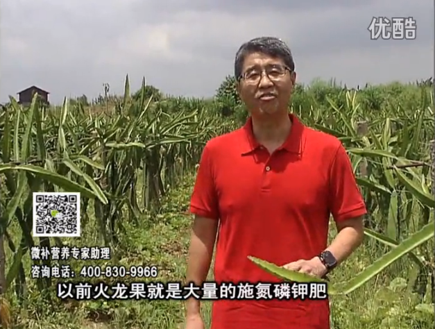 20160711珠江臺搖錢樹：火龍果用微補方案，開花坐果好，果實膨大品質(zhì)高