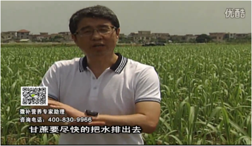 20160620珠江臺(tái)搖錢樹(shù)：甘蔗雨多漚根？淋微補(bǔ)根力鈣+精力、噴果力+壯力，促根壯長(zhǎng)、甘蔗起灰好