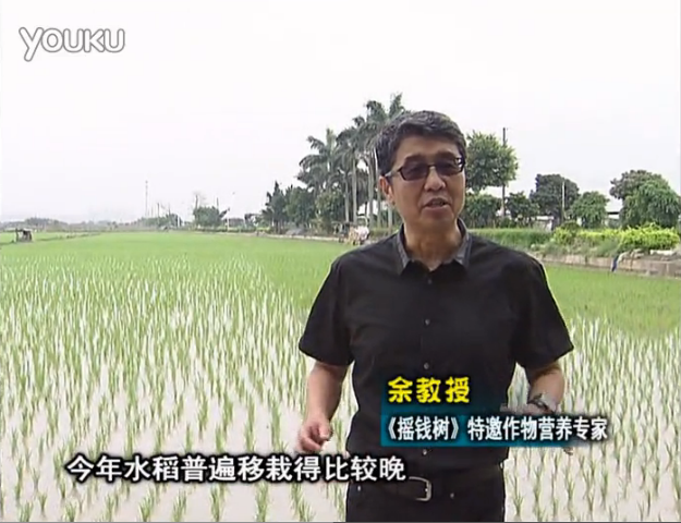 20160530珠江臺(tái)搖錢樹(shù)：水稻撒微補(bǔ)倍力、噴苗力，返青分蘗好，產(chǎn)量高