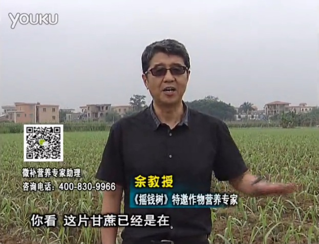 20160530珠江臺(tái)搖錢樹(shù)：甘蔗促根壯苗長(zhǎng)勢(shì)好，淋沖微補(bǔ)根力鈣+精力、撒倍力