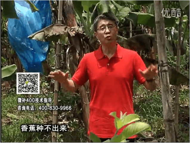20160725珠江臺搖錢樹：香蕉用微補方案，調(diào)酸防黃化、膨果壯蕉好