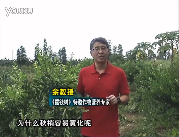 20160725珠江臺(tái)搖錢樹：柑橘淋微補(bǔ)調(diào)力，調(diào)酸預(yù)防秋梢黃化、促進(jìn)果實(shí)膨大