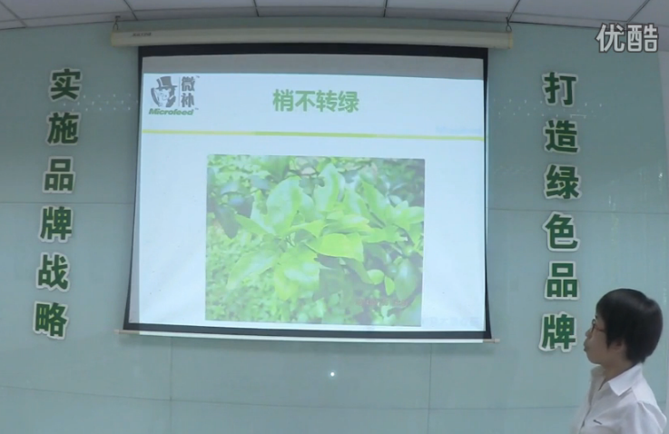 柑橘-預(yù)防秋梢黃、梢不出，如何放梢保樹好？微補(bǔ)講座