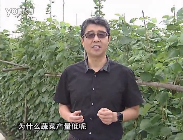 20160502珠江臺(tái)搖錢樹：雨水天多蔬菜漚根沒產(chǎn)怎么辦？撒微補(bǔ)倍力，噴花力+果力，提高坐果產(chǎn)量