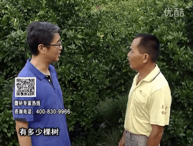 20160801珠江臺(tái)搖錢樹：柑橘連續(xù)7年用微補(bǔ)方案，保樹青綠每年增產(chǎn)30%
