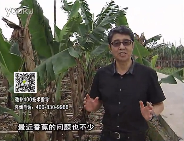 20160502珠江臺搖錢樹：香蕉撒微補倍力、噴果力+碧力，促根保葉、長勢快