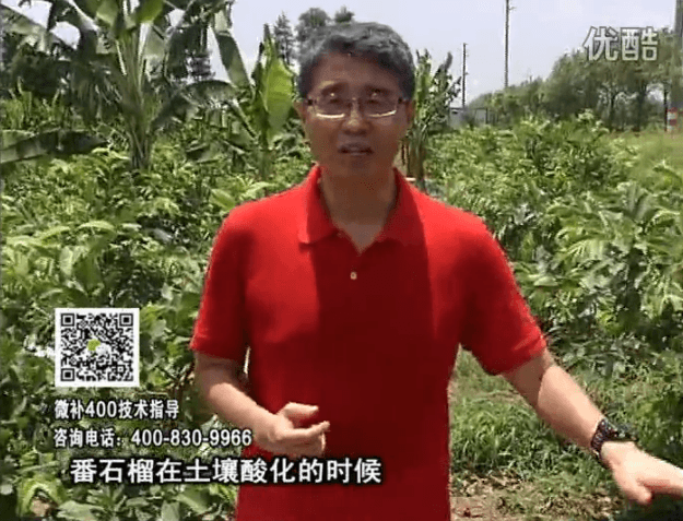 20160808珠江臺搖錢樹：番石榴用微補方案，保葉膨果、增產(chǎn)品質(zhì)高