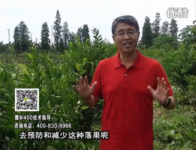 20160808珠江臺(tái)搖錢樹：柑橘噴微補(bǔ)碧力+壯力或蓋力，預(yù)防減少缺鎂落果，果硬膨大好
