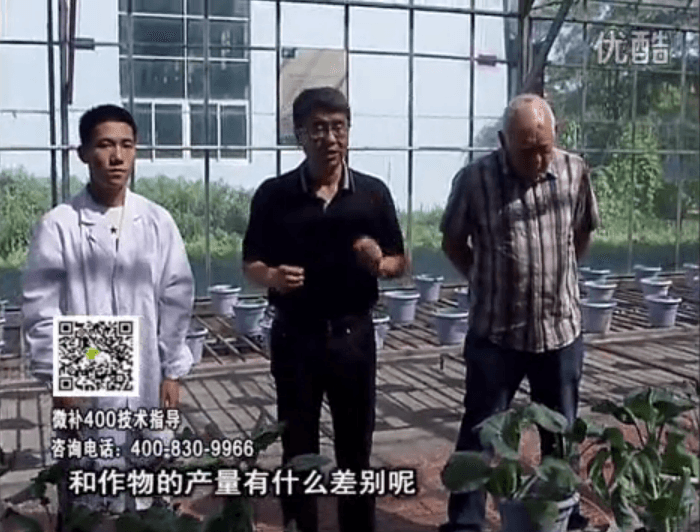 20160829珠江臺搖錢樹：微補溫室實驗：大量元素水溶肥pk添加中微量元素的差距！
