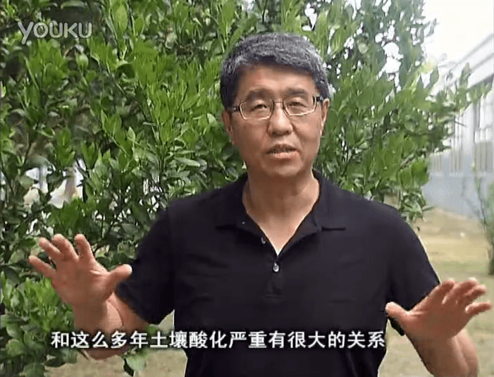 20160905珠江臺(tái)搖錢樹：柑橘秋風(fēng)一吹就黃，調(diào)酸淋沖微補(bǔ)調(diào)力是關(guān)鍵，同時(shí)保樹膨果