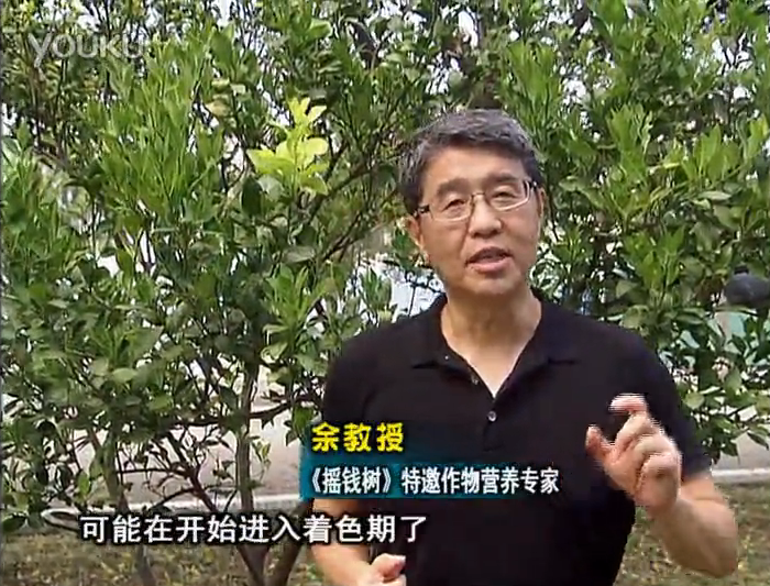 20160912珠江臺(tái)搖錢樹：柑橘用微補(bǔ)方案，果實(shí)著色好，提前促花、預(yù)防落果