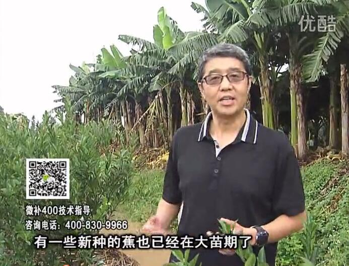 20160919珠江臺搖錢樹：香蕉淋微補根力鈣+沖力或撒倍力，噴果力+碧力，保葉膨蕉壯長