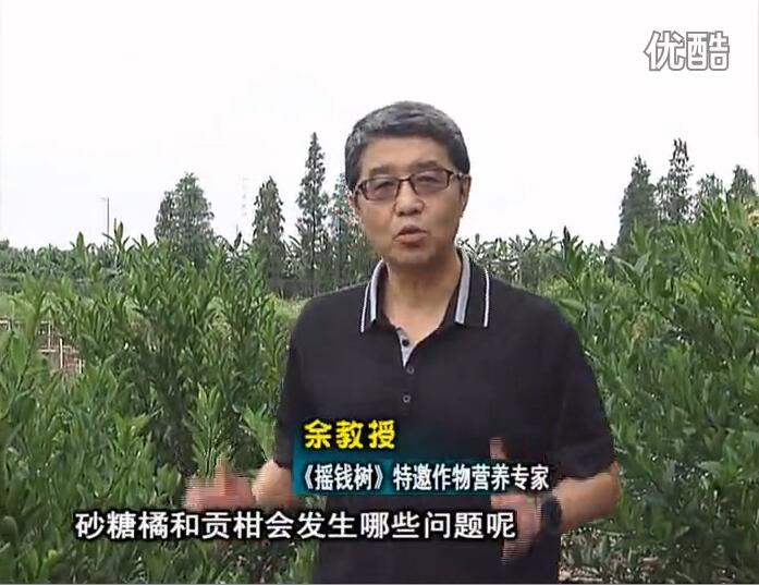 20160919珠江臺(tái)搖錢樹：柑橘用微補(bǔ)方案，減少秋梢落果裂果，保樹膨果好