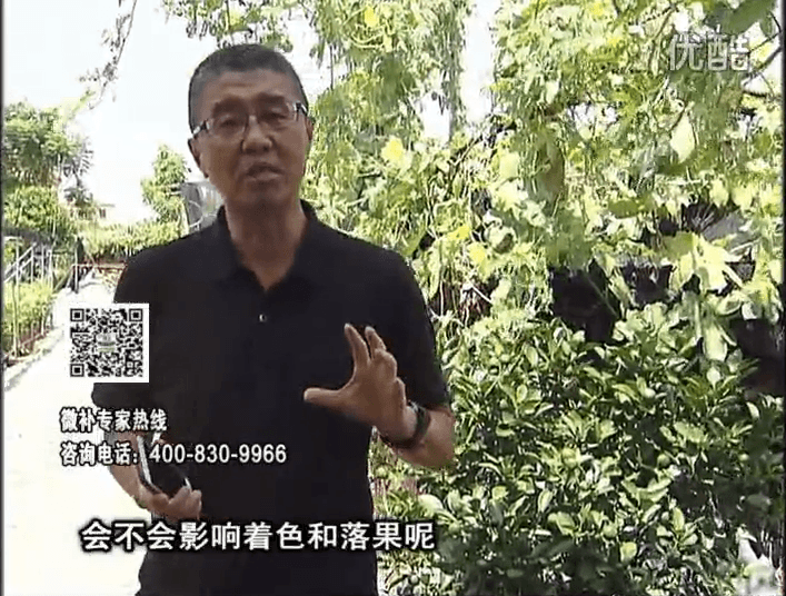 20161010珠江臺(tái)搖錢樹：柑橘葉噴微補(bǔ)花力+碧力，提前促花、減少梢葉黃