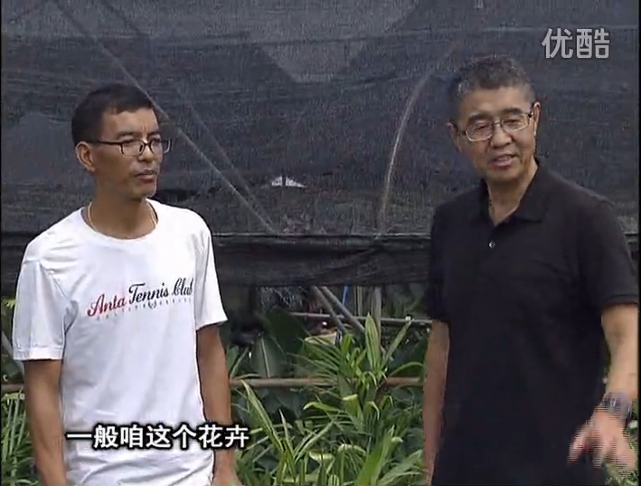 20161010珠江臺(tái)搖錢樹(shù)：盆栽花卉促根多，長(zhǎng)勢(shì)青綠