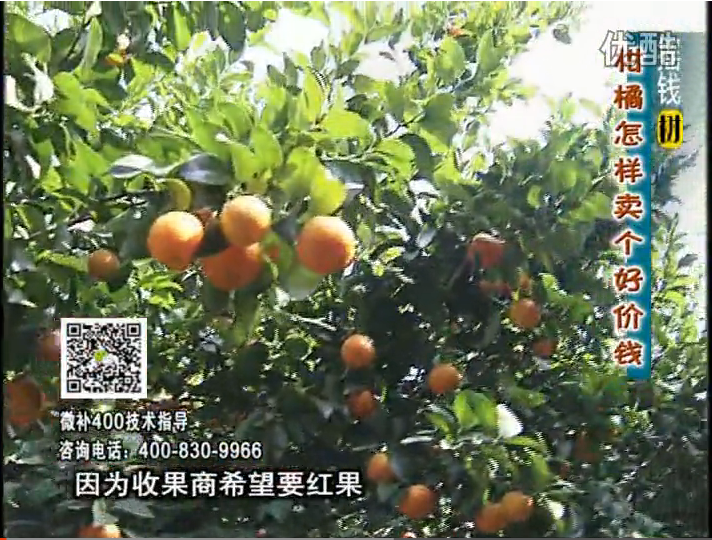 20161107珠江臺(tái)搖錢樹：柑橘噴施微補(bǔ)紅果力、蓋力，增甜增重賣價(jià)高