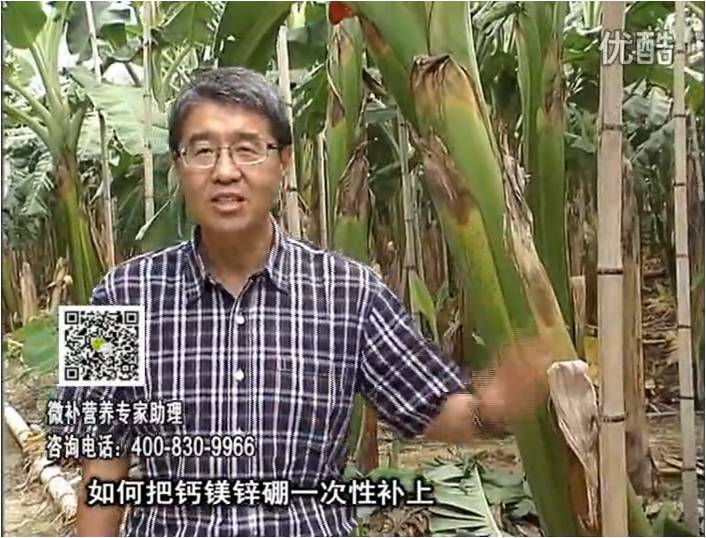 20161121珠江臺搖錢樹：香蕉撒施微補倍力，促根壯長、預(yù)防黃葉、提高產(chǎn)量