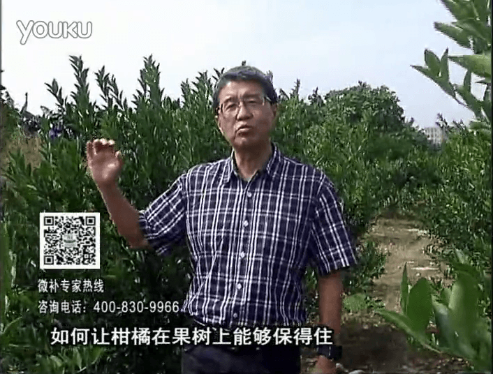 20161128珠江臺(tái)搖錢樹：柑橘噴微補(bǔ)蓋力、碧力，低溫抗凍，果掛得住，預(yù)防減少采前落果