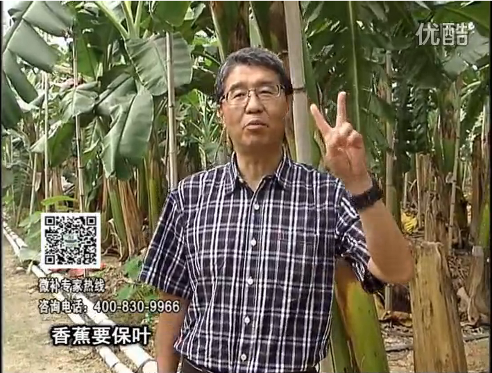 20161128珠江臺搖錢樹：香蕉用微補方案，預(yù)防減少黃葉、抽蕾膨蕉好