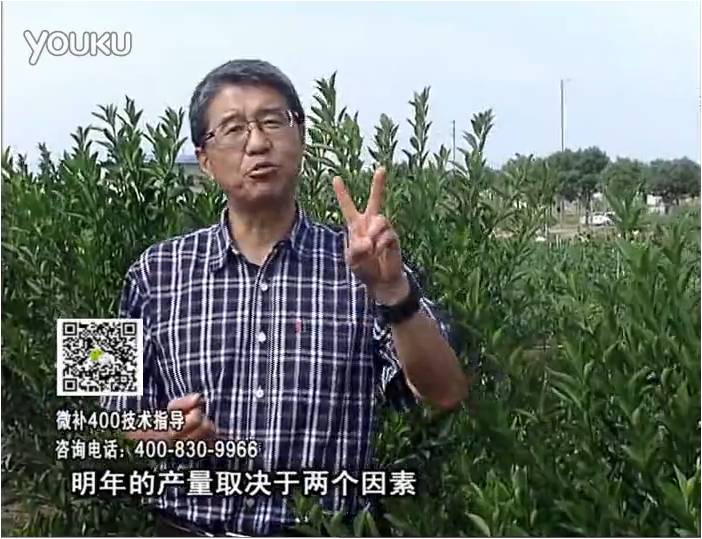 20161205珠江臺(tái)搖錢樹：柑橘噴施微補(bǔ)花力+碧力、下因迪樂有機(jī)肥，促花恢復(fù)長勢好