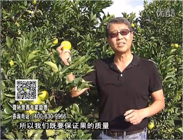 20161212珠江臺(tái)搖錢樹：紅江橙淋微補(bǔ)根力鈣+沖力，噴紅果力，樹勢壯，果品質(zhì)好