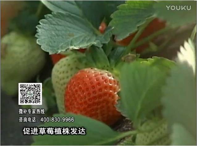 20161219珠江臺搖錢樹：草莓如何壯長、果大品質(zhì)高？