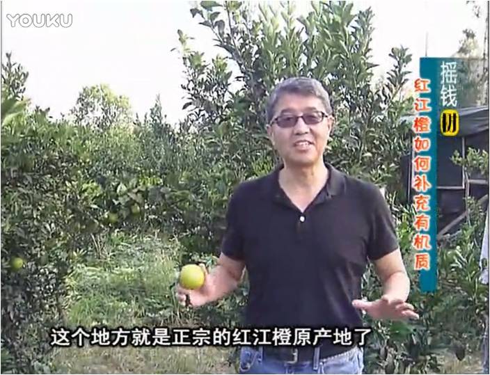 20161219珠江臺(tái)搖錢樹：紅江橙用微補(bǔ)方案，裂果少、樹勢好