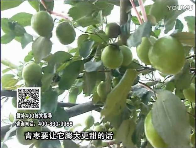 20161226珠江臺搖錢樹：青棗用微補方案，健壯長勢，提高來花坐果
