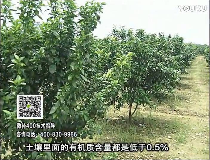 20161226珠江臺(tái)搖錢樹：柑橘噴微補(bǔ)蓋力防霜凍果、采后促花恢復(fù)樹勢撒微補(bǔ)倍力+有機(jī)肥