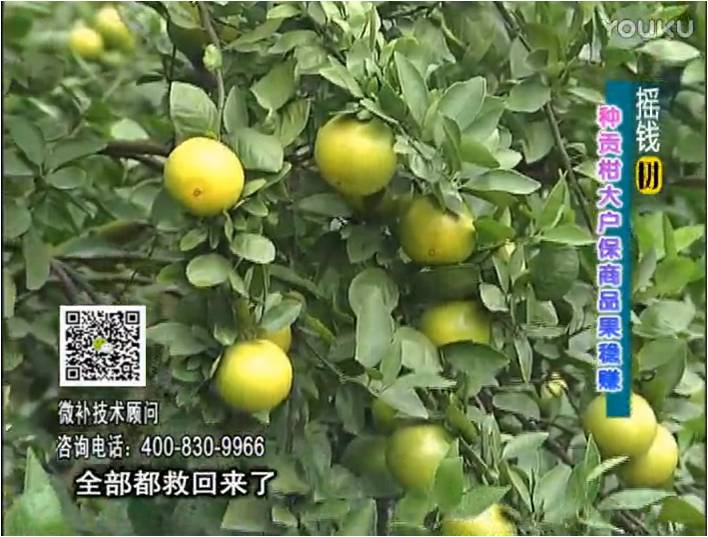 20170102珠江臺(tái)搖錢樹：柑橘噴微補(bǔ)蓋力防凍抗凍，采后冬肥下微補(bǔ)倍力+有機(jī)肥