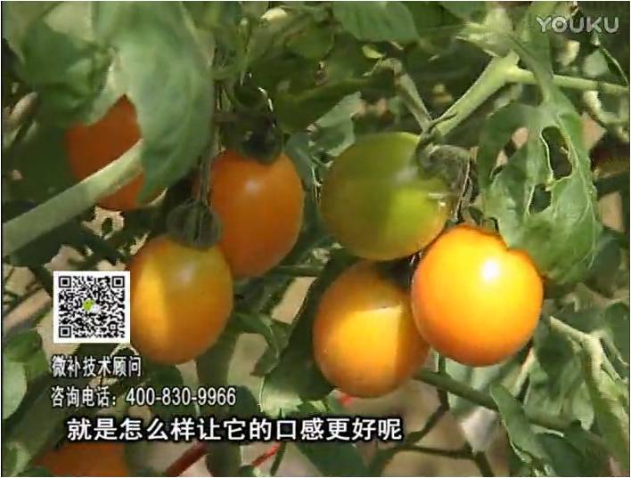 20170102珠江臺(tái)搖錢樹：番茄臍腐病、裂果、抗凍如何做？澆施微補(bǔ)根力鈣+精力，葉噴微補(bǔ)葉面肥