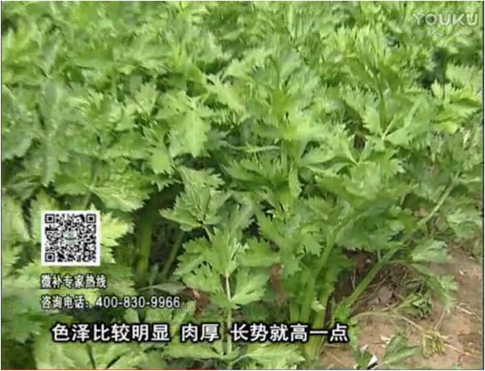 20170109珠江臺(tái)搖錢樹：葉菜如何種？長勢好又高產(chǎn)！