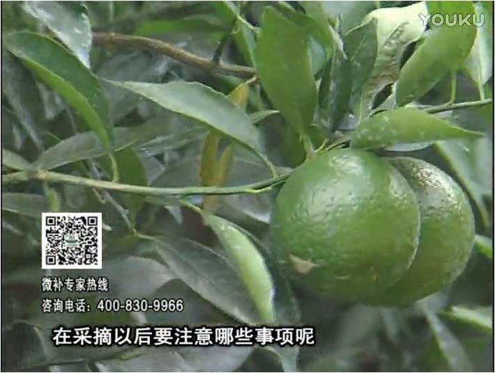 20170109珠江臺(tái)搖錢樹：新會(huì)柑用微補(bǔ)方案，保樹好，果品質(zhì)高，年年有收獲