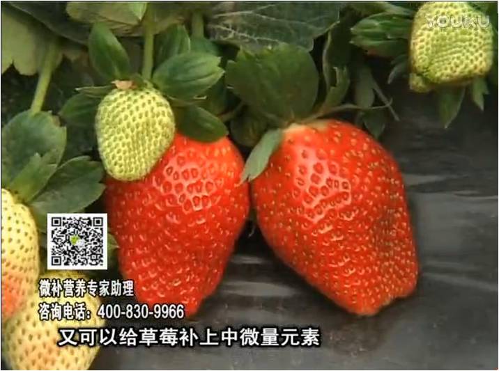 20170123珠江臺(tái)搖錢樹(shù)：草莓用微補(bǔ)方案，促根苗壯、開(kāi)花坐果好