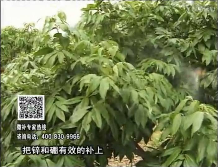 20170213珠江臺搖錢樹：荔枝噴施微補花力+硼力，補充鋅硼健壯來花