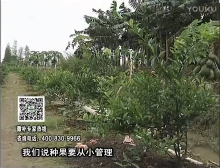 20170213珠江臺(tái)搖錢樹：柑橘小樹用微補(bǔ)方案，促根保樹好